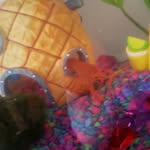 Corey Fish - @coreycrayfish - Instagram