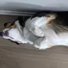 Corey fish - @corey.fish - TikTok