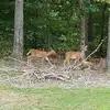Corey Fleming - @corey.fleming7 - TikTok
