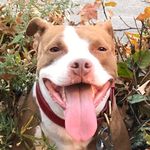 Cory Gallant - @rubytherescue2019 - Instagram