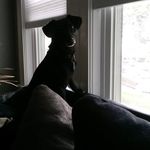 Corey Gorham - @coreythelittlenoodge - Instagram