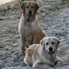 Corey Gross - @corey.gross4 - TikTok