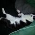 Corey Han - Facebook