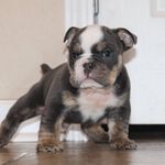 Corey Harding - @615boss_upbully - Instagram