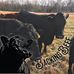 Corey Harding - Facebook