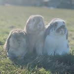 @cali.corey.rory.harley.hansen - Instagram