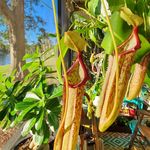 Corey Harvey - @dc.carnivores.fl - Instagram