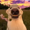 Corey_Mack - @icecold325 - TikTok