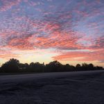 Corey Mathews - @cm_arborist - Instagram