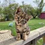 Corey Mckee - @ccoccoseoul - Instagram