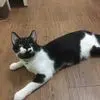 Mistic_Wyvrn - @coreymelancon - TikTok