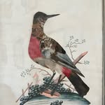 Corey Minkoff - @coreylikesbirds - Instagram