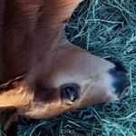 Corey Colorado Olson - @c_olson2018 - Instagram