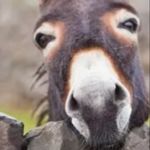 Corey prosser - @donkey_899 - Instagram