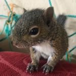 Cory Redwine - @hey_squirrel_hey - Instagram