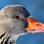 Corey Reilmann - @gooseuncut - Instagram