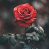 Coreyyy - @bachelor.tiktok69 - TikTok