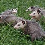 Corey Robb - @corey.robb.50 - Instagram