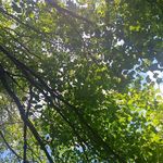 Corey Roche - @roche_corey - Instagram