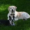 Corey Schultz - @corey.schultz8 - TikTok