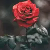 Corey Scott - @corey.scott52 - TikTok