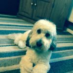 Corey Morgan Staples - @coreyxxgamer_hd - Instagram