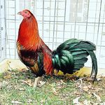 Corey H Stiles - @meramecvalleygamefarm - Instagram