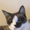 Tracey Anne Reynolds  - @corey.tracey - TikTok
