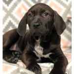 Corey Whitley - @whitley.pup - Instagram