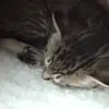 Mireya ziegler - @corey.ziegler - TikTok