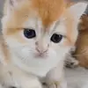user1912690853043 - @cookieyes_ - TikTok
