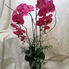 Corina Ene - @corina.ene63 - TikTok