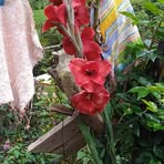 Corina Escobar - Facebook