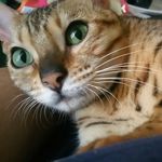 Corina Haynes - @leylaandloki - Instagram