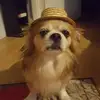 Corina Lungu - @corinalungu3 - TikTok