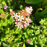 Corina Parra Garrido - @garridocorinaparra - Instagram