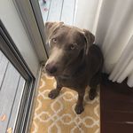 Corina West - @whatiworetowalkthedog - Instagram