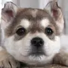 corinnalambert - @corinnalambert - TikTok