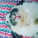 Corinne Bélanger - @corinne_at_school - Instagram