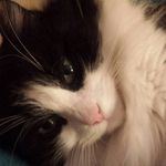 Corinne Hebert - @corance2 - Instagram