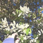 corinne macdonald - @macdonald5813yl - Instagram