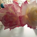 Corinne Peckham - Facebook