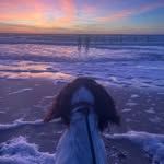 Corinne Peckham - @pawpatroldogwalkingservices - Instagram