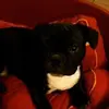 Corinne 🐶 - @corinnepi - TikTok