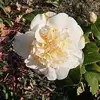 Corinne Pons - @corinne.pons0 - TikTok