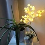 Corinne Roth - @corin1970 - Instagram