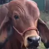 cormacryan0 - @cormacryan0 - TikTok