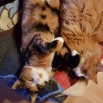 Cornelia Brunner - @cornelia._.brunner - Instagram
