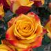 Cornelia Brunner - Facebook