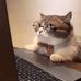 Cornelia Cree - Facebook